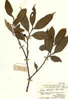 藏品(秀柱花)的圖片